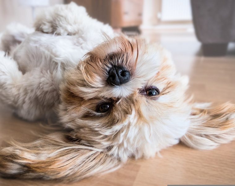 Perro
