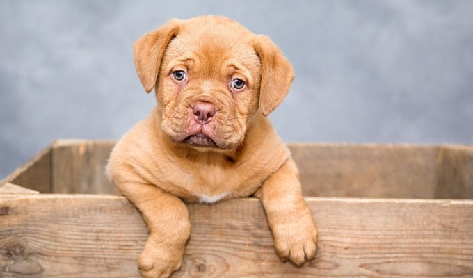 perro