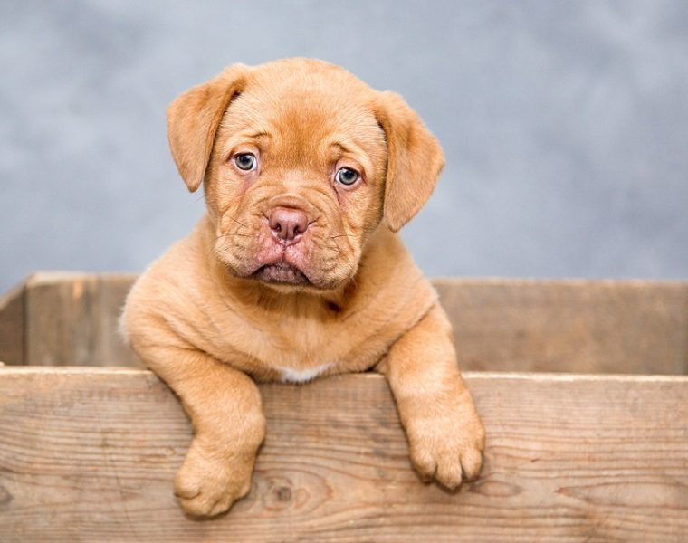 perro