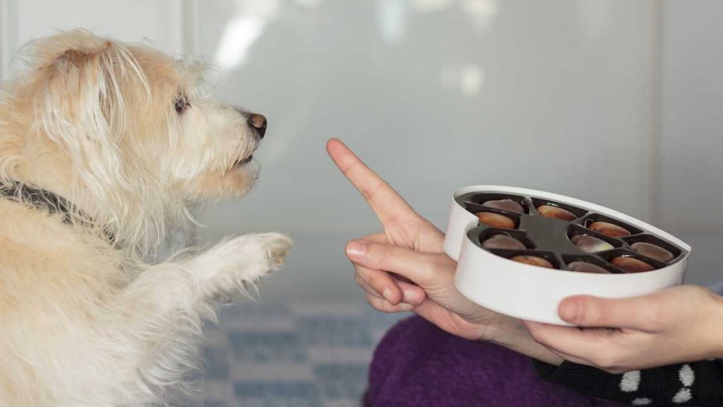 perro pidiendo chocolates