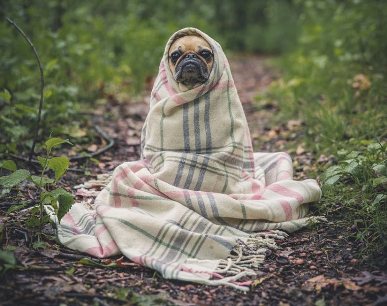 Perro