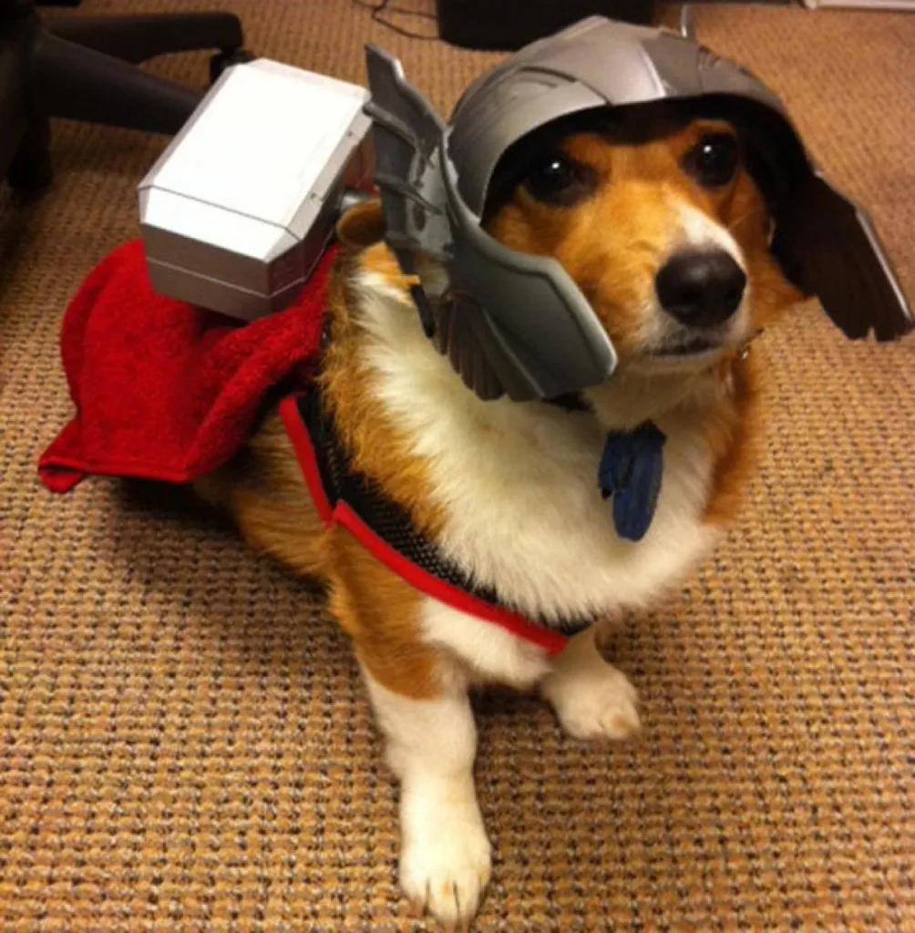 Disfraz Thor Corgi