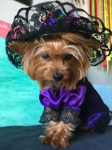 Perrita disfraz catrina