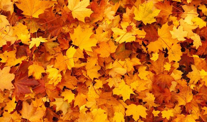 Hojas otoño