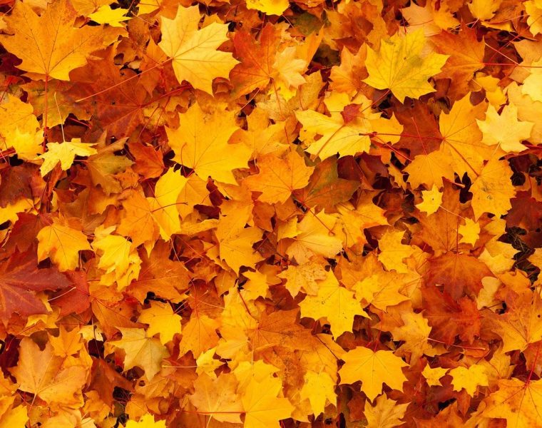 Hojas otoño