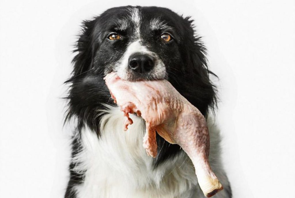 Perro con pollo