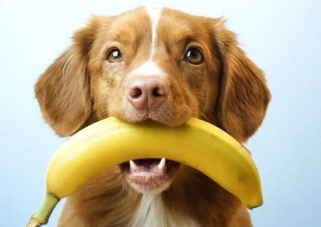 Perro con un platano